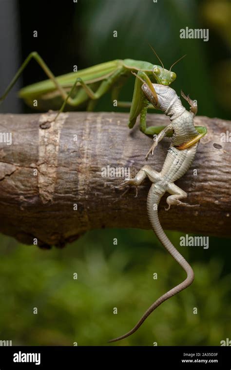 praying mantis eats lizard